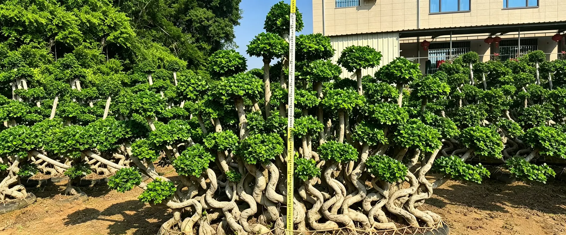 Kina Evergreen Shade Trees Leverandør