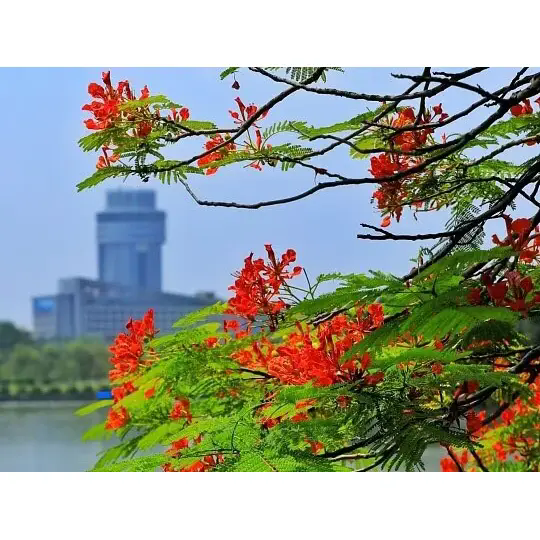 Hvordan skaber Royal Poinciana fantastiske tropiske landskaber?