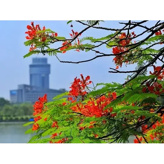 Hvorfor container-dyrkede Royal Poinciana liners maksimere landskabssucces? Hvorfor container-dyrkede Royal Poinciana liners maksimere landskabssucces?