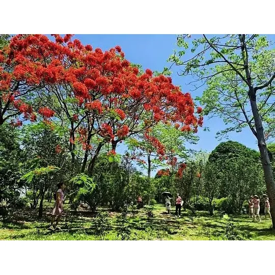 Hvordan Potted Royal Poinciana Trees udvider markedsrækkevidden for plantegrossister?