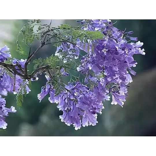 Hvordan skaber et Jacaranda-træ fantastiske landskaber og langvarig skønhed?