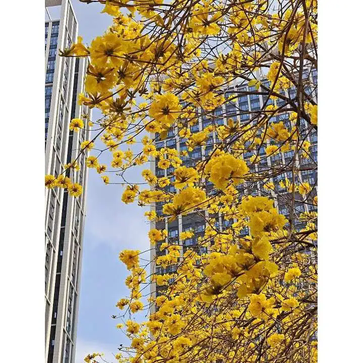 Hvordan forbedrer Golden Trumpet Tree landskabsskønhed og miljømæssig værdi? Hvordan forbedrer Golden Trumpet Tree landskabsskønhed og miljømæssig værdi?