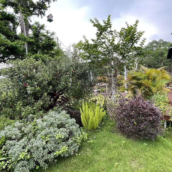 Hvordan skaber Crape Myrtle et fantastisk landskab med lav vedligeholdelse?