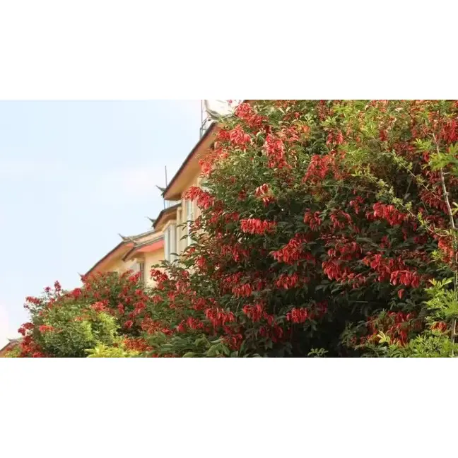 Hanekam Coral Tree Bonsai