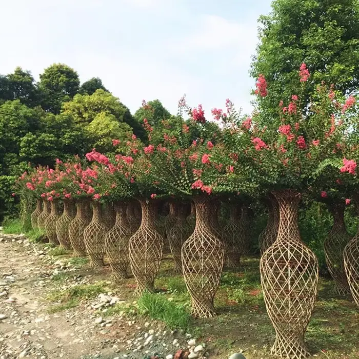 Crape Myrtle Bonsai træ