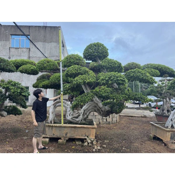 Ficus Microcarpa Bonsai træ