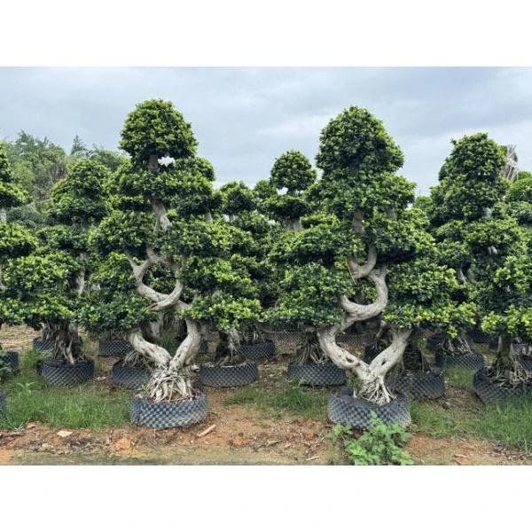 Ficus Microcarpa gadetræer