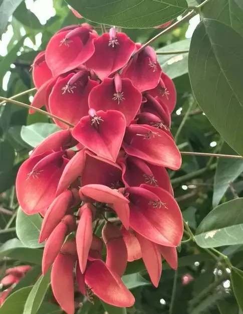 Specimen Cockscomb Coral Tree