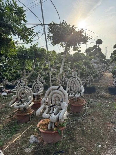 Ficus Microcarpa Bonsai Tree