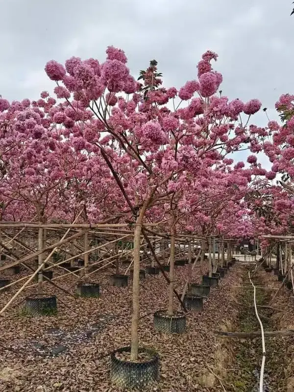 Specimen Purple Trumpet Tree