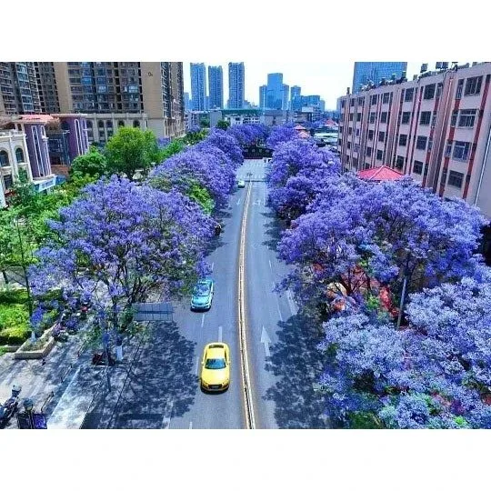 Jacaranda Bonsai træ