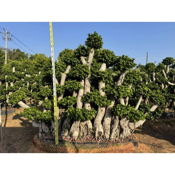 Prøve Ficus microcarpa træ